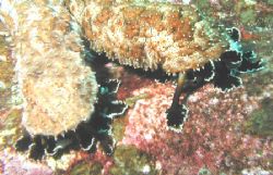 Sea Cucumber Feet - Similan Islands Thailand by Dale Treadway 